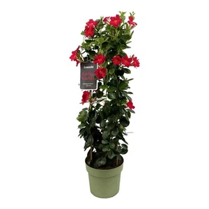 Mandevilla Sundaville Early Scarlet In Toren Dipladenia - Bumbusgestellt - - Bild 1 von 1