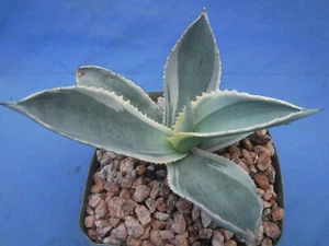 Agave gypsophila "Ivory Curls" Variegated BLUE CURLY LEAVES 4" Pot Size 4"-6" Wd - Picture 1 of 11