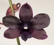 Dendrobium Vitnerâ€™S Reserve â€œVino Tintoâ€� *Big Plant * Orchid Plant.