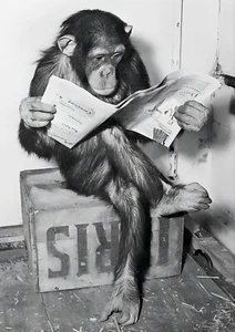 BZQOPFDA Funny Chimp Reading Newspaper Poster Black and White Wall Art - Picture 1 of 8