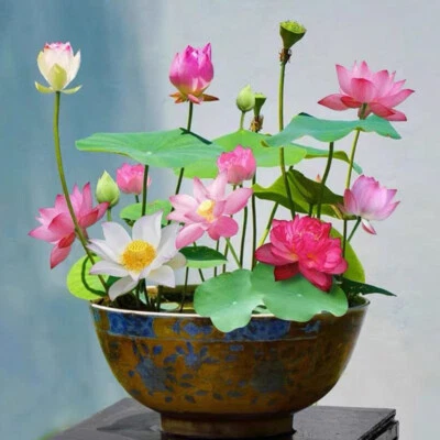 10 Semi Di Fiori Di Loto Misti In Vaso Bellissime Piante Acquatiche Ninfea ☆ - Image 1 of 4