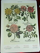 Planche botanique poster art print affiche Rosier de Provins Ancienne Panachée