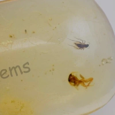 42.55 Ct 100% Natural Yellow Amber Insect Inclusion Certified Loose Gemstone - Image 1 of 4