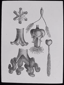 Linterna Mágica de Vidrio Diapositiva PLANTA POLINIZACIÓN Nº4 C1900 DIBUJO ESTIGMAS - Imagen 1 de 2
