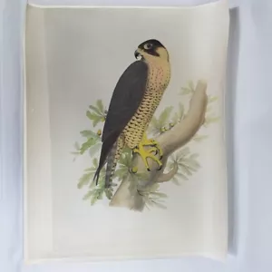 Traité de Fauconnerie Faucon Hagard Falconry Color Painted Photo Print 17x22.5 - Picture 1 of 15