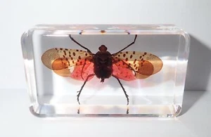 Spotted Lanternfly Cicada Open Wing Specimen in Clear Resin Block BK1 - Picture 1 of 11