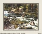 Buck Mule Deer Whitetail in A Creek ART PRINT 8 X10 SORENSON 