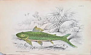 Hypostoma squalinum Wels Stahlstich handkoloriert 1843 Lizars Fishes of Guyana - Bild 1 von 2