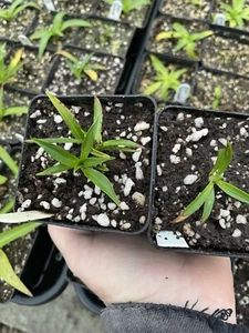 Disa Orchid, Riette, Posted Potted - Picture 1 of 1