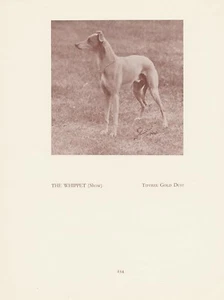 WHIPPET OLD VINTAGE 1934 NAMED DOG PRINT  - Picture 1 of 1
