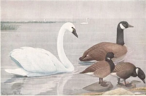 Original 1909 Color Bird Print - WHISTLING SWAN - Louis Agassiz Fuertes - Picture 1 of 2