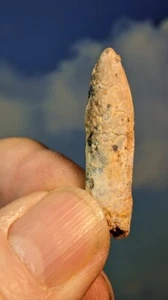 Rebbachisaurus Dinosaur Tooth. 100 Million Years Old 35mm. As Shown. Boxed - Picture 1 of 3