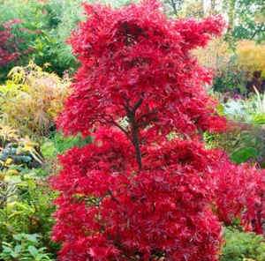 Acer palmatum cv “Shaina” - Japanischer Ahorn Shaina Rot - Bild 1 von 2
