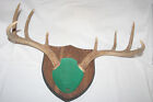 8 point white tail deer rack on plaque near perfect rack 20 inches wide