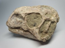 [PL01] Fossil Psittacosaurus skull rare fossil dinosaurs reptile bone