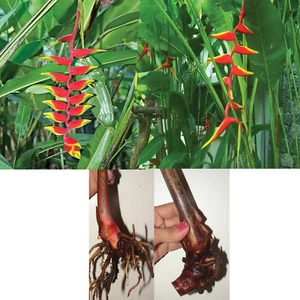 1 HELICONIA ROSTRATA HANGING LOBSTER CLAW LIVE RHIZOME EXOTIC TROPICAL PLANT NEW - Picture 1 of 3