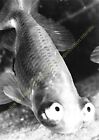 RPPC Photo Fish Pescado Eyes To Ciel Or Celestial Carassius Auratus