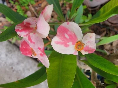  Euphorbia Milii -Crown of Thorns Thai Hybrid  unrooted cutting Corona No Raíces - Image 1 of 3