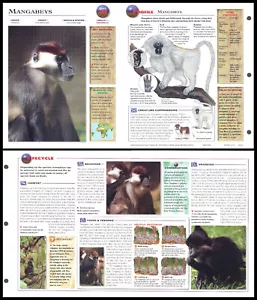 Ausklappbares Blatt - Mangabeys - 313 - Bild 1 von 1