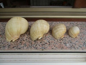 SET 4 CONCHIGLIE MISURE DIVERSE TONNA GALEA MEDITERRANEO - Imagen 1 de 3