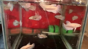 Live Betta Fish Giant White platinum 3 Inch Female -AA09 From Indonesia - Picture 1 of 2