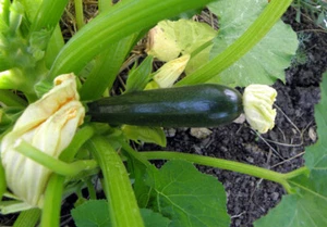 ZUCCHINI - Black Beauty Zucchini Squash Seeds - Heirloom - NON GMO - 30 Seeds - Picture 1 of 3