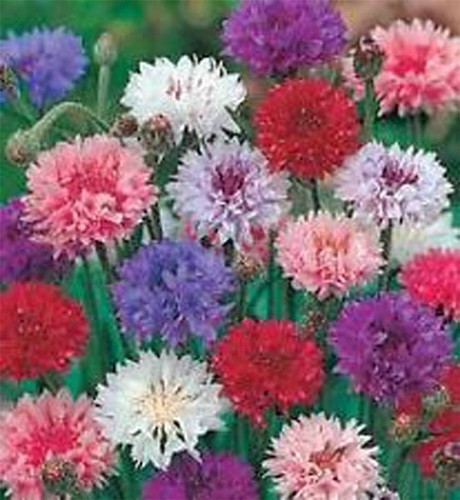 Bachelor Button Flower Seeds – Tall Mix, 50 Seeds, Bright Blooms For Garden & Outdoor