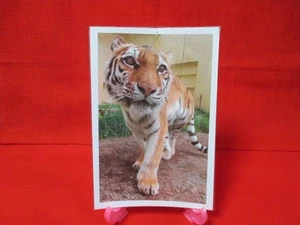 Kushiro City Zoo Female Tiger Amur Tiger Cocoa chan Photo Postcard Can Badge Lar - Picture 1 of 6