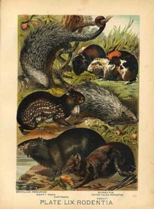 Original Antique 1880 Chromolithograph PORCUPINE CAPYBARA GUINEA PIG AGOUTI [l.. - Picture 1 of 1