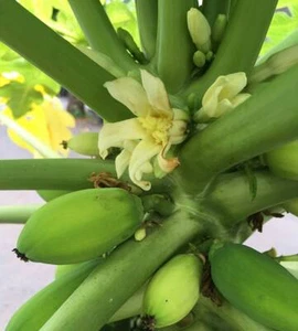 5 Semillas De Papaya, Carica Papaya, melon de Los Tropics - Imagen 1 de 2