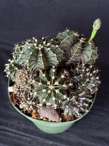 Gymnocalycium friedrichii X Agua Dulce, lot of 10 cactus plants - Picture 1 of 4