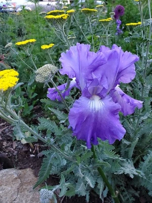 1 Bearded Iris Solid Blue Ruffle Rhizome  - Image 1 of 4