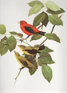 J F Lansdowne SCARLET TANAGER wild bird illustration 1977 vintage color print - Picture 1 of 4