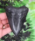 Megalodon Sharks Tooth 3 15/16" inch NO RESTORATIONS fossil sharks teeth tooth