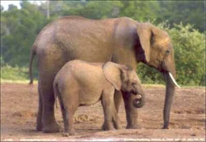 Kit artesanal decoupage de papel para elefante y bebé tamaño 5x7 pulgadas 5-1555 - Imagen 1 de 1