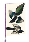 John James Audubon Magpies, James Audubon A4 Notebook (Notebook) A4 Notebook