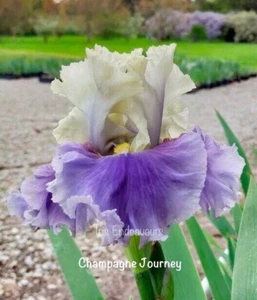 TALL BEARDED IRIS " CHAMPAGNE JOURNEY " 1 x POT GROWN ROOTED RHIZOME - Picture 1 of 2