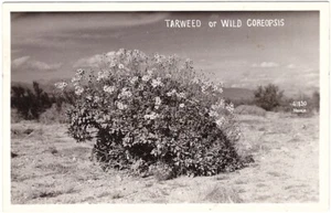 Tarweed, Wild Coreopsis, Vintage Real Photo Postcard, RPPC - Imagen 1 de 2