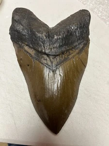 NEW HUGE meglodon tooth  replica 9&3/8" CONVERSATION brown with black root - Picture 1 of 2
