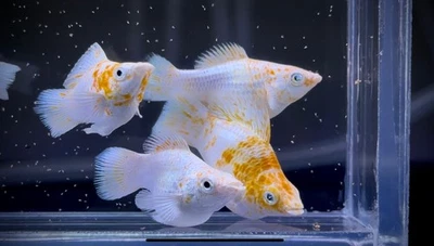 Raro - 1 Par - Globo Sakura Molly Cola Redonda Cuerpo Corto - Súper Alta Calidad Foto 1 de 4