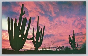 Saguaros at Sunset Postcard - Picture 1 of 2