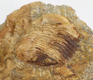 Trilobit, Morocops (Lahnops) steinmeyeri, Devon, Ems, Steinsberg, Deutschland-m7 - Picture 1 of 5