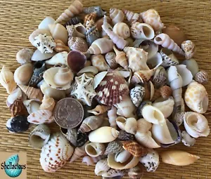 130+ KLEINE MEERESMUSCHELN 0,5 ZOLL BIS 1,25 ZOLL HOCH - 1 TASSE - GROSSE VIELFALT - HANDWERK - Bild 1 von 4
