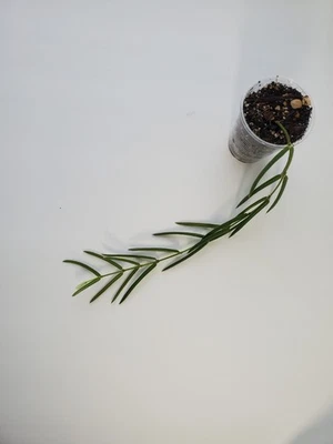 Hoya Linearis Live Rooted Plant  - Image 1 of 2