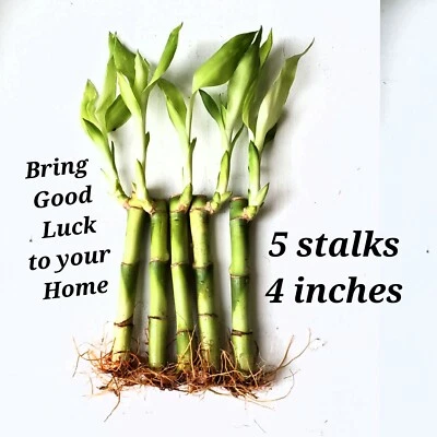 5 Lucky Bamboo 4" Plants, Free Size Upgrade,  Feng Shui, GIFT, Perennial, Indoor - Image 1 of 4