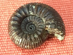 fossile d'ammonite en pyrite du toarcien origine Doubs France, traité - Picture 1 of 6