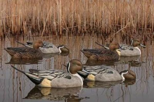 ZINK AVIAN-X TOPFLIGHT FUSION SERIES PINTAIL DUCK DECOYS  6-PACK NEW - Picture 1 of 4