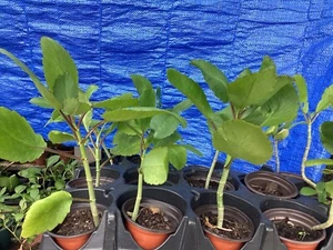 IMMUNE BOOST JAMAICAN -LEAF-OF LIFE Plant (Bryophyllum pinnatum) 6"-9" WOW! - Picture 1 of 1