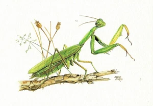 Gottesanbeterin Fangschrecken - Kunstdruck-Bild - 25,5 x 17,5 cm (e) - Bild 1 von 1