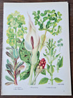 9 Vintage wild flower prints, Book Plates, Wall Art, natural history museum